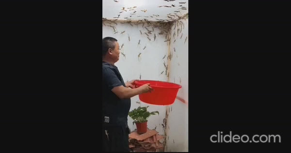 Load video: Lizard Repellent for Home Spray 